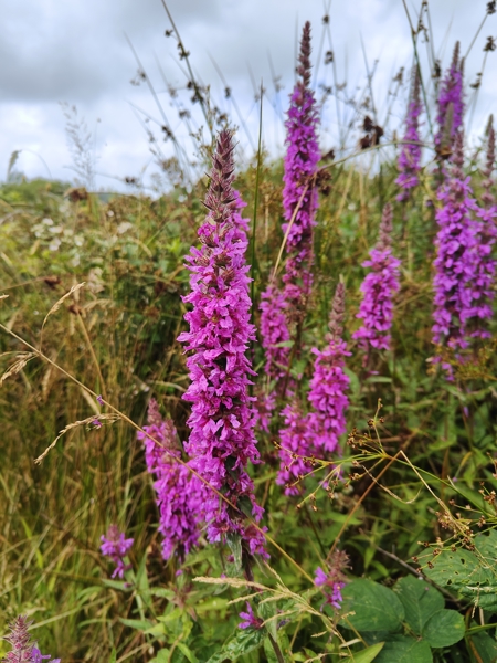 Purple Loosestrife Lythrum salicaria lus skeaylley