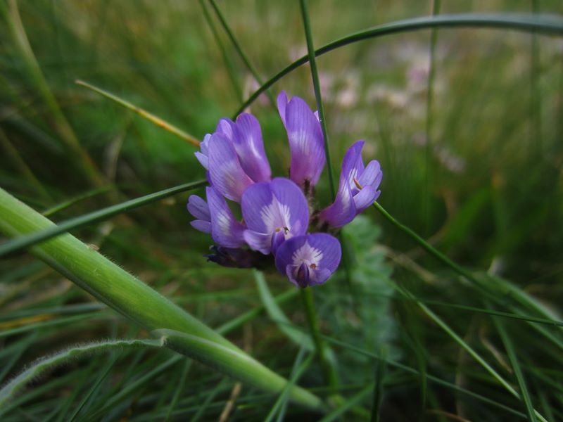 Purple Milk Vetch Astragalus danicus Pishyr-vliught ghorrym-jiarg