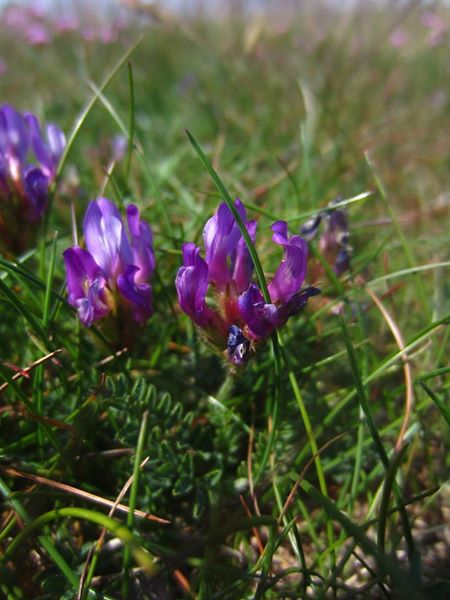 Purple Milk Vetch Astragalus danicus Pishyr-vliught ghorrym-jiarg