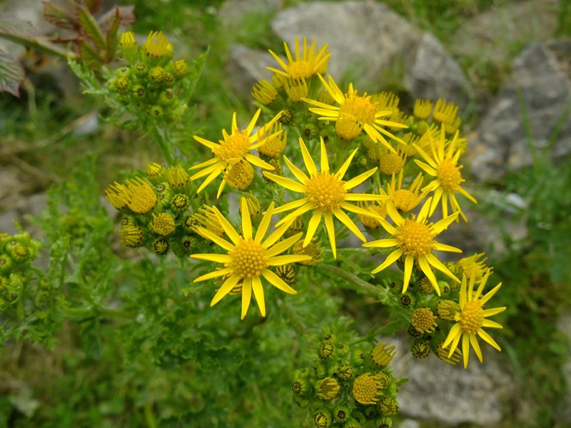 Ragwort Jacobaea vulgaris Cushag