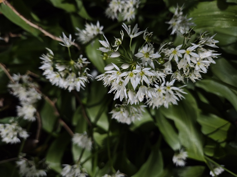 Ramsons Allium ursinum Craue