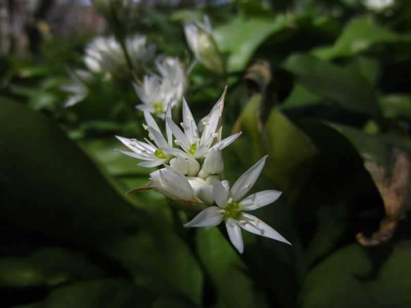 Ramsons Allium ursinum Craue