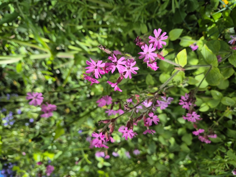 Red Campion Silene dioica Blaa ny Ferrishin
