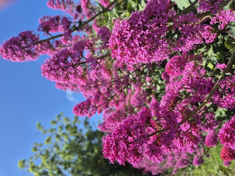 Red Valerian Centranthus ruber Kere yiarg