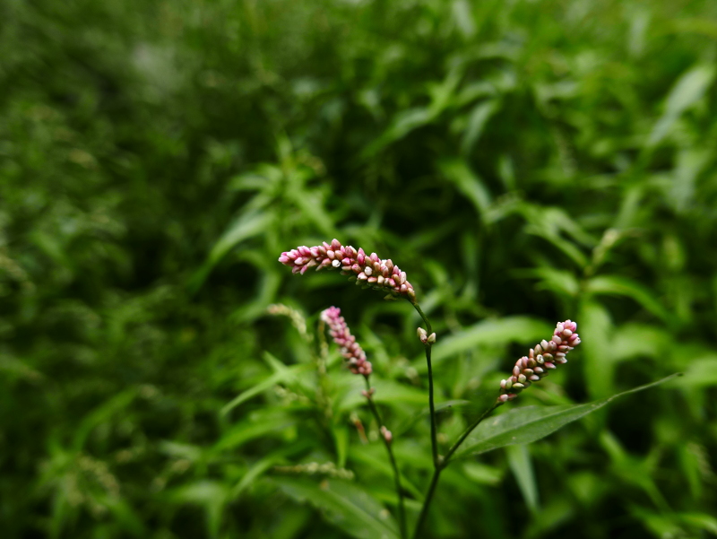 Redshank Persicaria maculosa Glioonagh yiarg