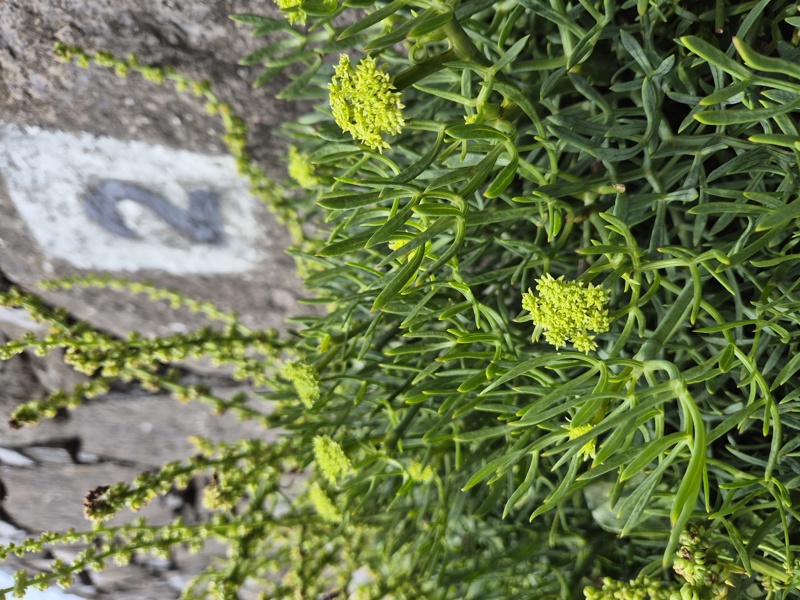 Rock Samphire Crithmum maritimum lus ny greg
