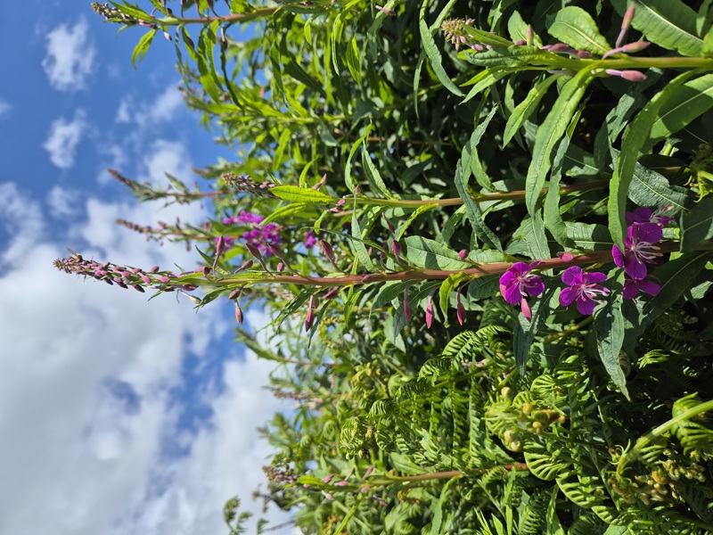 Rosebay Willowherb Chamerion angustifolium Shellaghan frangagh