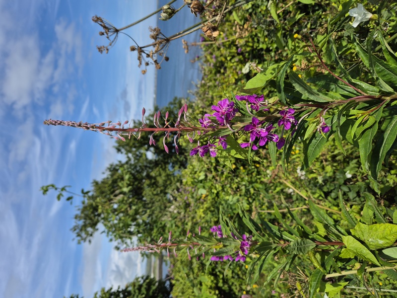 Rosebay Willowherb Chamerion angustifolium Shellaghan frangagh