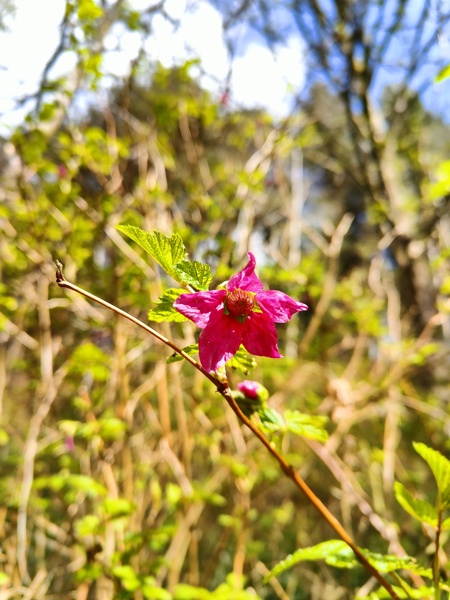 Salmonberry Rubus spectabilis