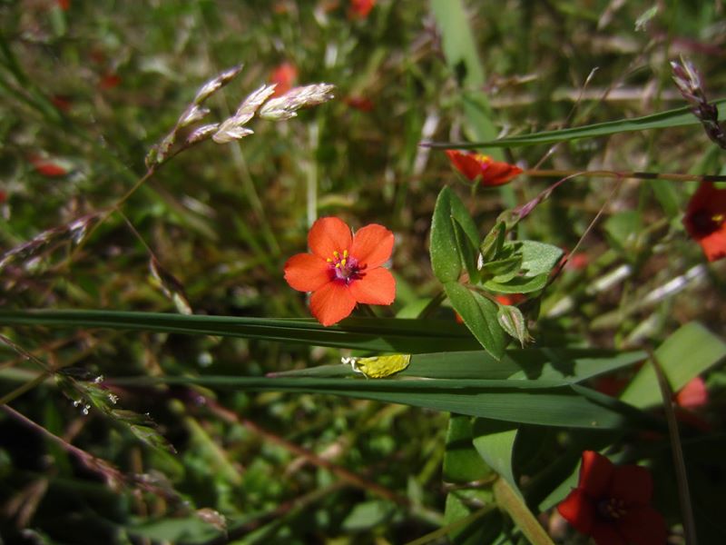 Scarlet Pimpernel Anagallis arvensis sooill y laa