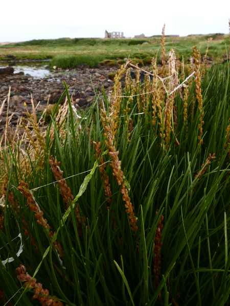 Sea Arrowgrass Triglochin maritima Baare y viltee marrey