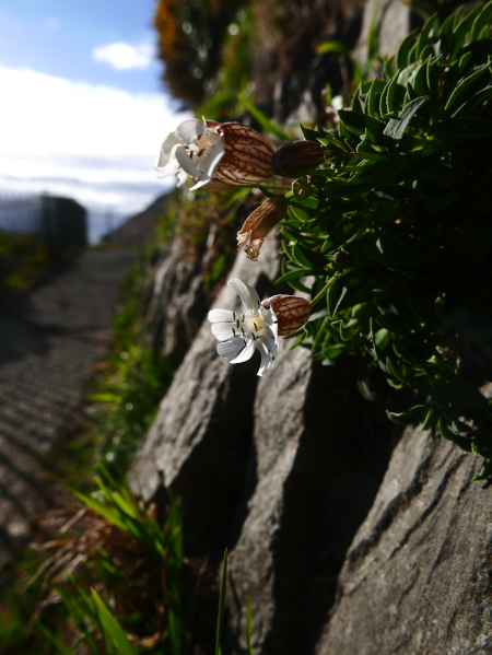 Sea Campion Silene uniflora lus ny brooinyn hraie