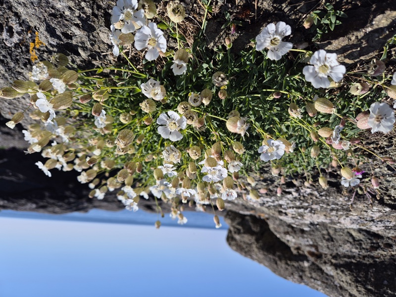 Sea Campion Silene uniflora lus ny brooinyn hraie