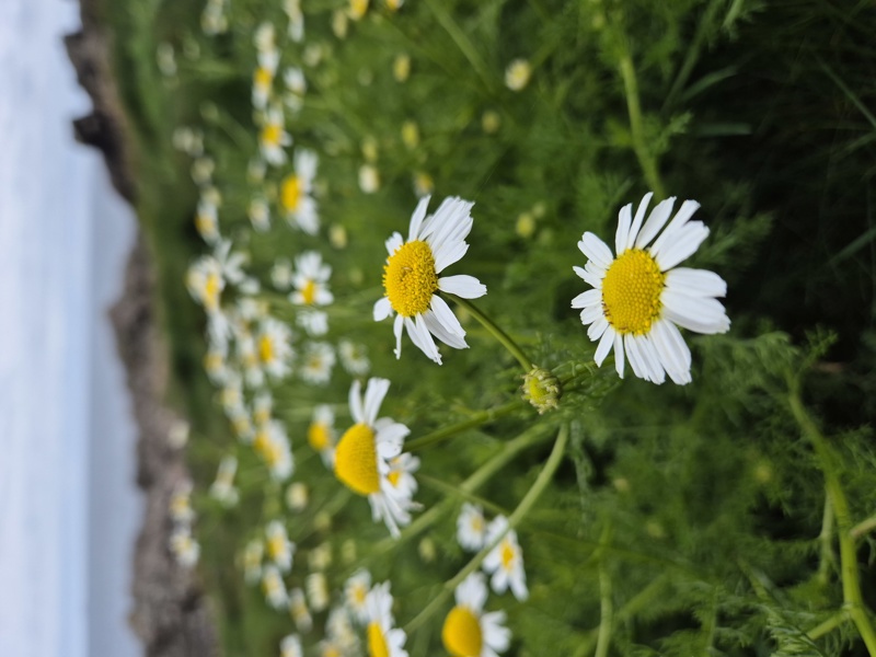 Sea Mayweed Tripleurospermum maritimum Neaynin ny marrey