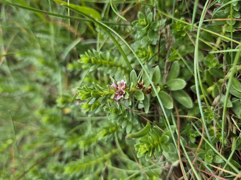 Sea Milkwort Lysimachia maritima Lus yn tailley