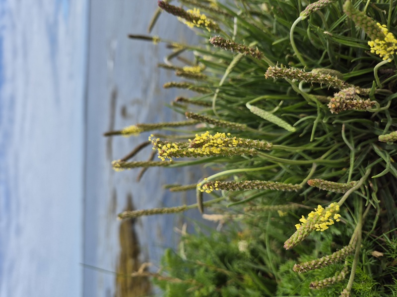 Sea Plantain Plantago maritima cabbag aalin