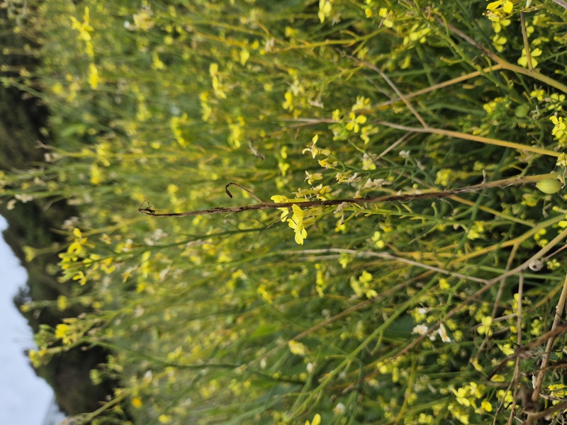 Sea Radish Raphanus raphanistrum ssp. maritimus Fraue-ruy marrey