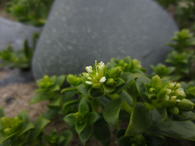 Sea Sandwort Honckenya peploides Lus-gheinnee