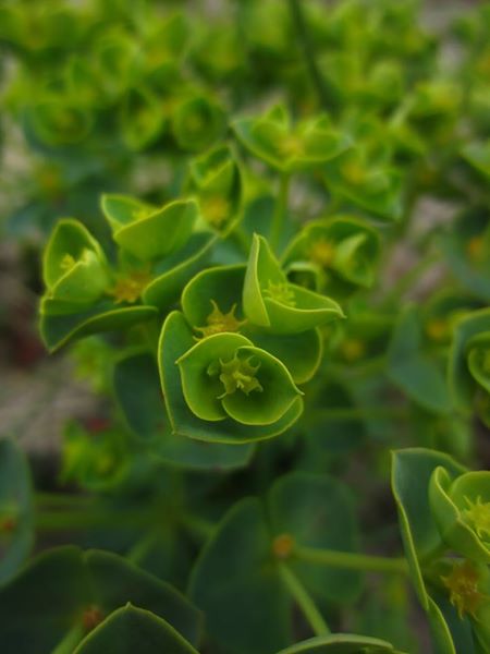 Sea Spurge Euphorbia paralias Spursh varrey