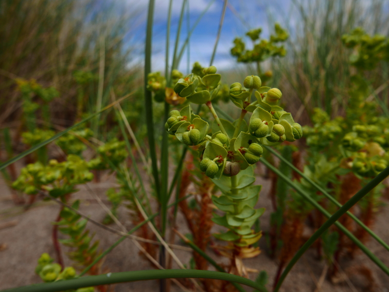 Sea Spurge Euphorbia paralias Spursh varrey