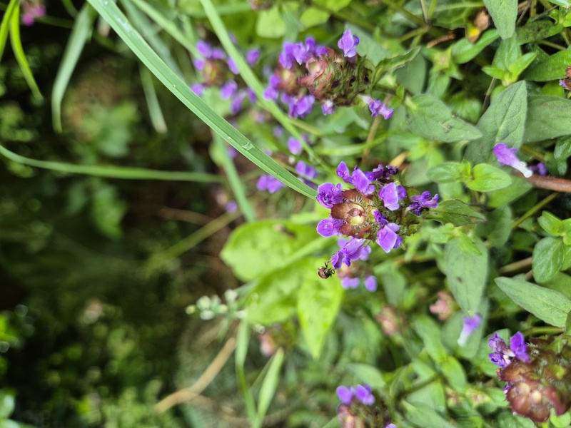 Self-heal Prunella vulgaris lus y chione cast