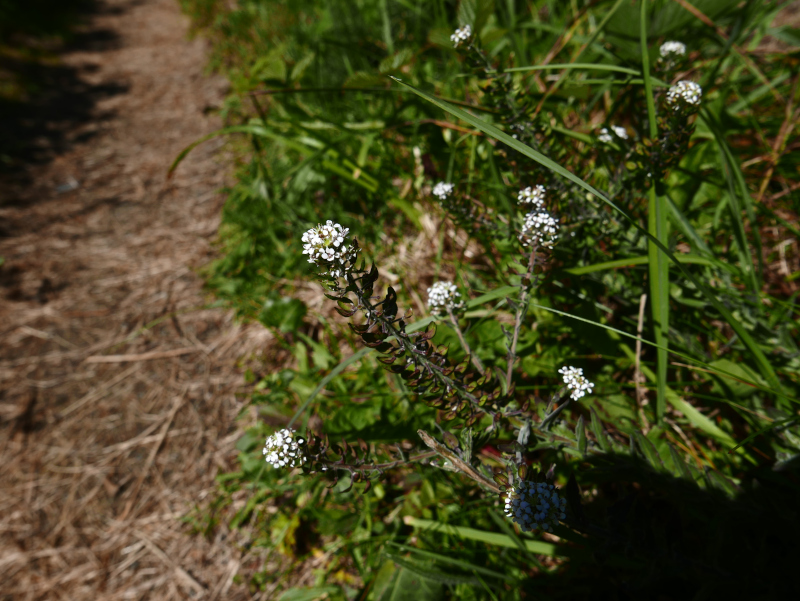 Smith's Pepperwort Lepidium heterophyllum Pibbyr y doinney boght