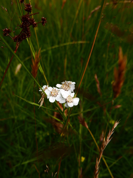 Sneezewort Achillea ptarmica lus y chorran
