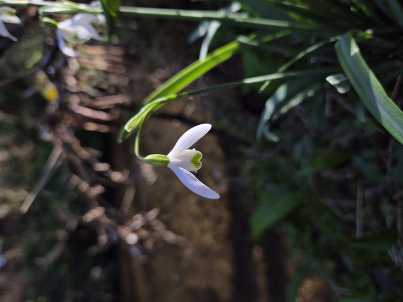 Snowdrop Galanthus blaa sniaghtee