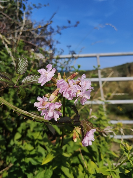 Soapwort Saponaria officinalis Lus y çheeabin