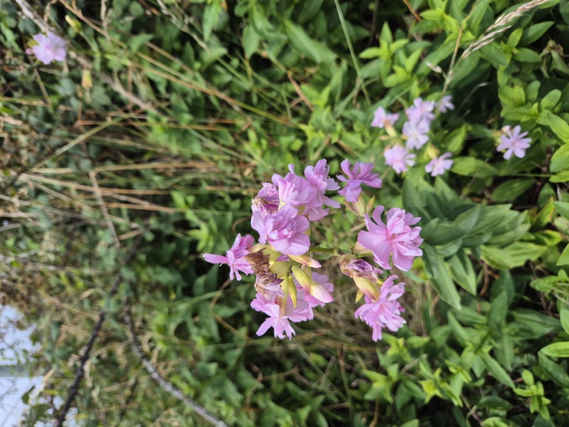 Soapwort Saponaria officinalis Lus y çheeabin
