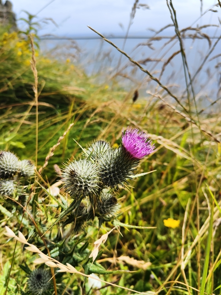 Spear Thistle Cirsium vulgare onnane yialgagh