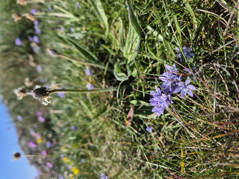 Spring Squill Scilla verna unnish varrey