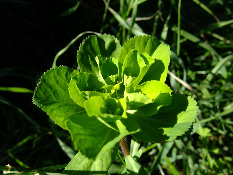 Sun Spurge Euphorbia helioscopia lus ny fahnaghyn