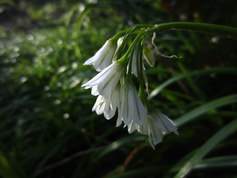 Three-cornered Leek Allium triquetrum Craue trooraneagh