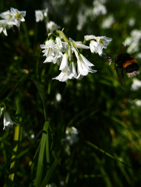 Three-cornered Leek Allium triquetrum Craue trooraneagh