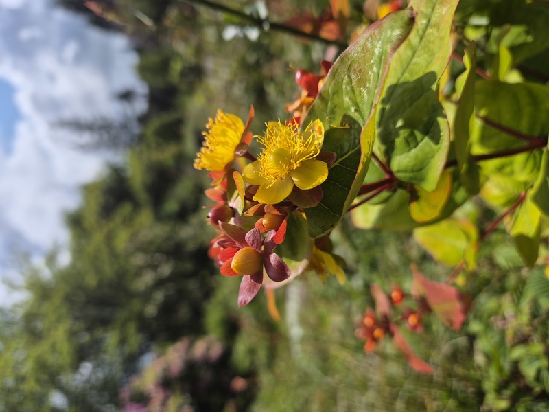 Tutsan Hypericum androsaemum Mess muc-oaldey