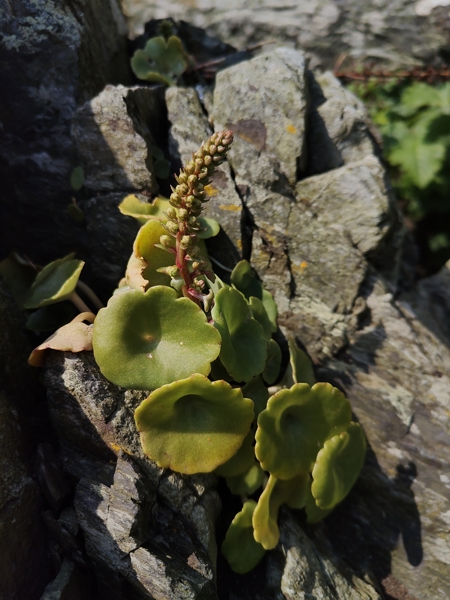 Wall Pennywort Umbilicus rupestris Bee ferrish
