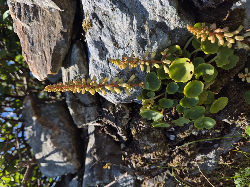 Wall Pennywort Umbilicus rupestris Bee ferrish