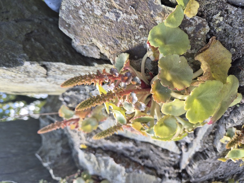 Wall Pennywort Umbilicus rupestris Bee ferrish