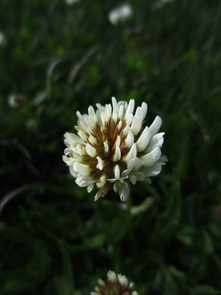 White Clover Trifolium repens Shamrag vane
