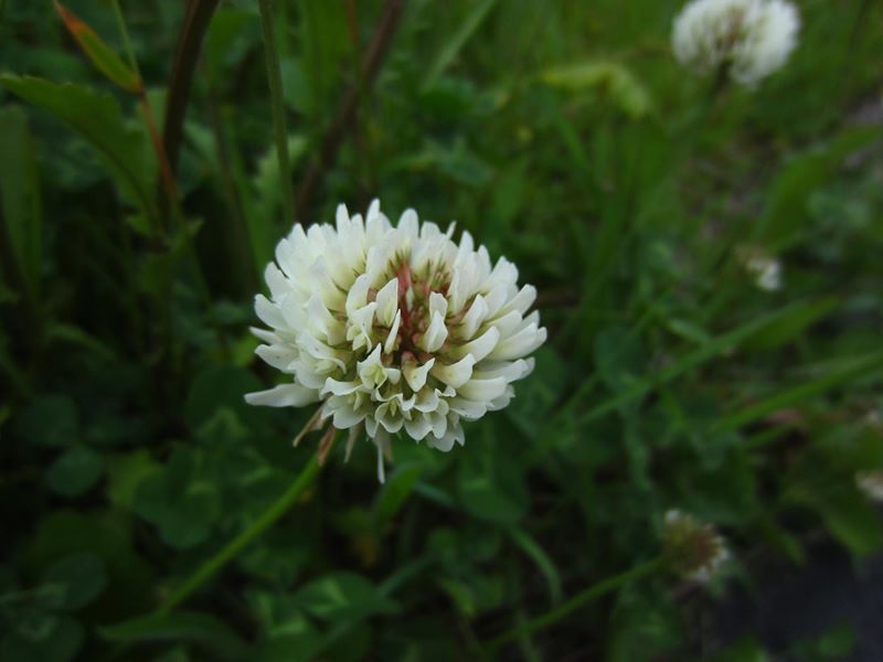 White Clover Trifolium repens Shamrag vane