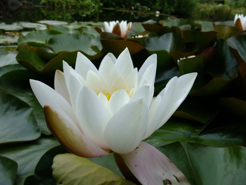 White Water Lily Nymphaea alba Duillag-vaiht vane