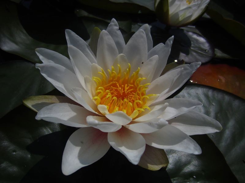 White Water Lily Nymphaea alba Duillag-vaiht vane