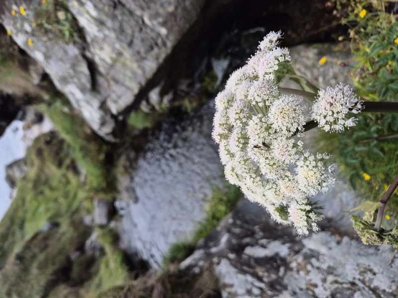 Wild Angelica Angelica sylvestris Lus yn ainle