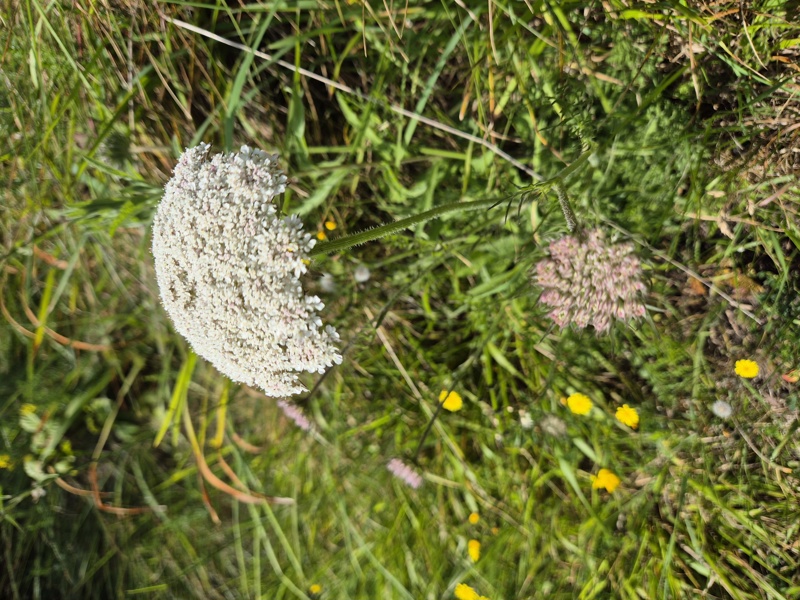 Wild Carrot Daucus carota Carradje feie