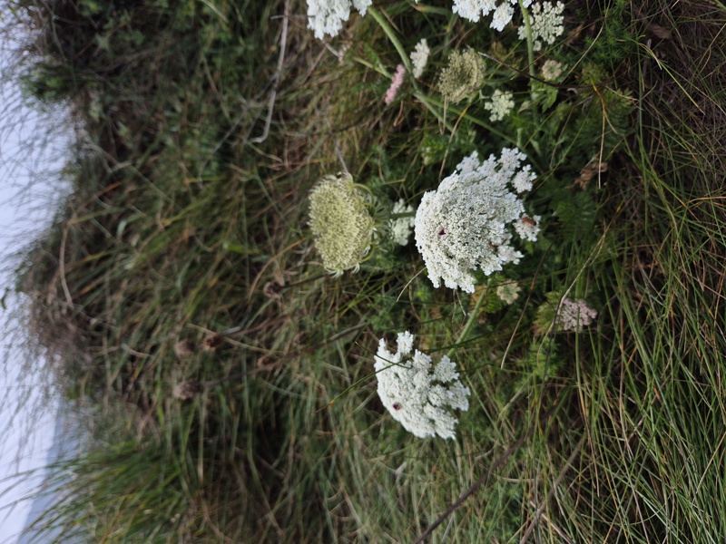 Wild Carrot Daucus carota Carradje feie
