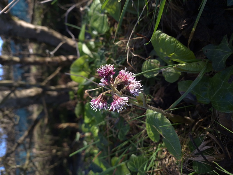 Winter Heliotrope Petasites fragrans Gallan millish