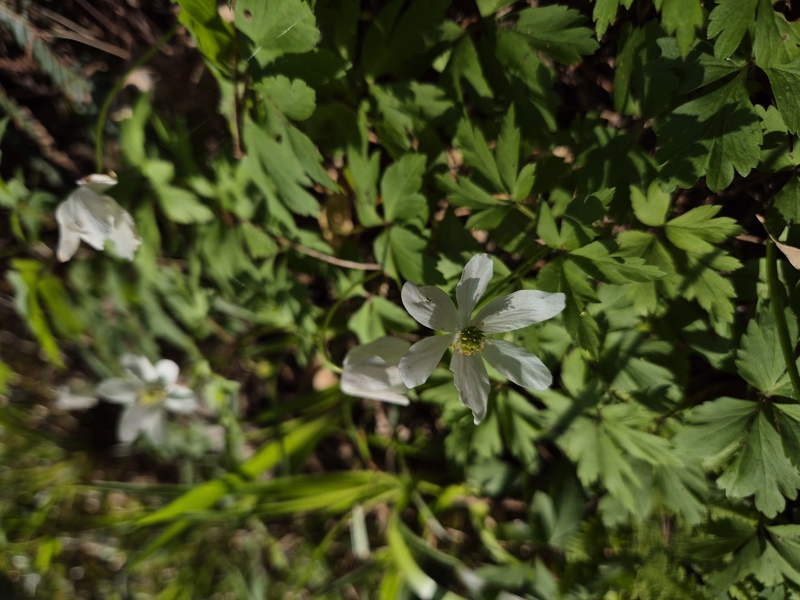 Wood Anemone Anemone nemorosa Lus-ny-geayee