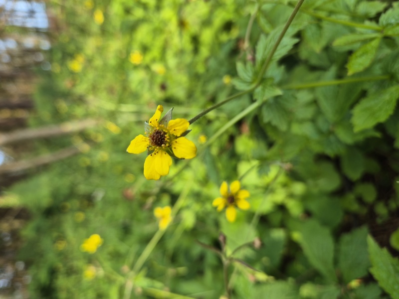 Wood Avens Geum urbanum maghyl keylley