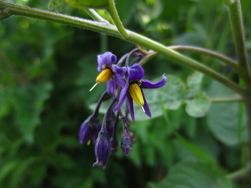 Woody Nightshade Solanum dulcamara Croanreisht